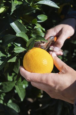 tatlı genç bir beyaz adam bir çift budama makası kullanarak bir portakal ağacı bir portakal toplama
