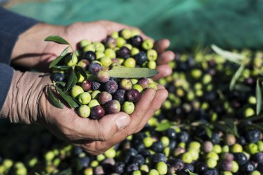 Genç bir beyaz adam elinde taze bir zeytin Grove, İspanya, İspanya hasat sırasında toplanan zeytin yığını ile closeup