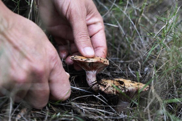 closeup of a young caucasian man picking a red pine mushroom, also known as saffron milk-cap, on a forest