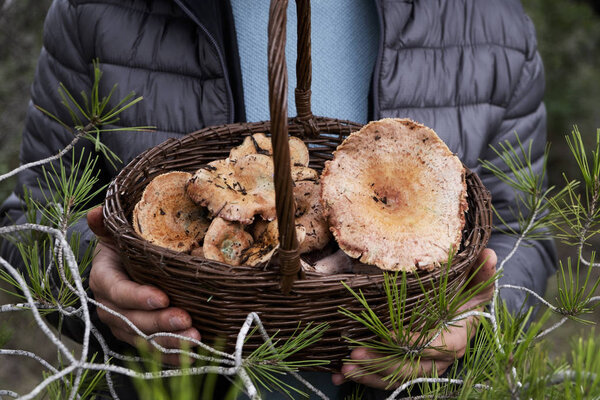 closeup of a young caucasian man with a basket full of red pine mushrooms, also known as saffron milk-caps, in his hands on a forest