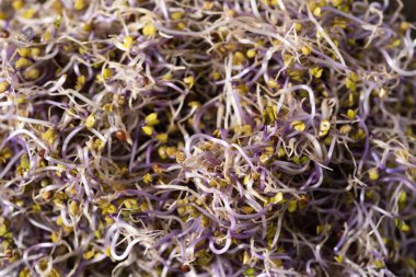 kale lahanası yığını closeup