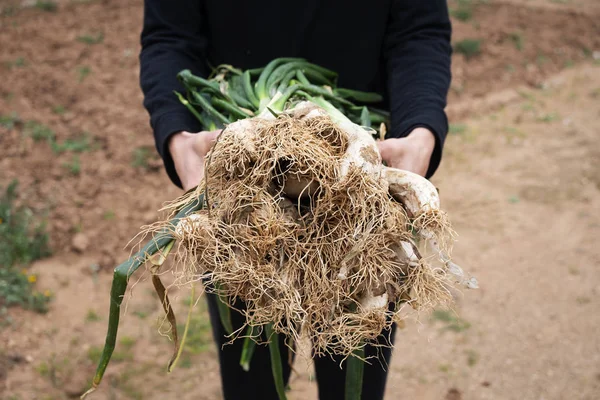 Close Van Jonge Kaukasische Houder Van Een Bos Van Rauwe — Stockfoto