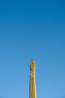 bir boşluk ile mavi gökyüzüne karşı bir kaktüs ucu üstte