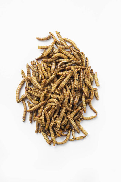 high angle view of a pile of fried worms seasoned with garlic and herbs, on a white backgroun