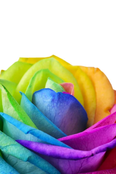 Regenboog Rose op een witte achtergrond — Stockfoto