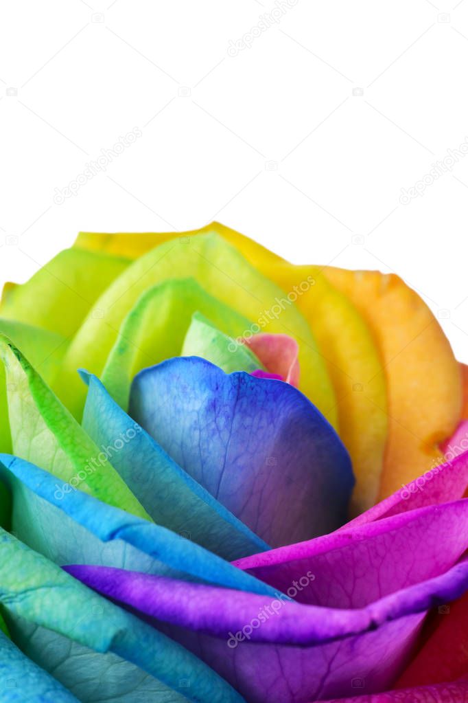rainbow rose on a white background