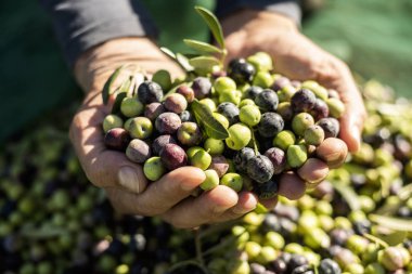 Spai zeytin hasat