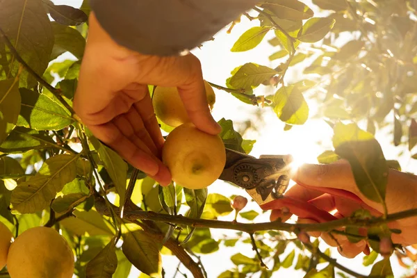 Hombre cosechando limones de un árbol — Foto de Stock