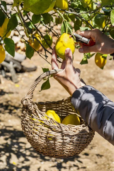 Hombre cosechando limones de un árbol — Foto de Stock
