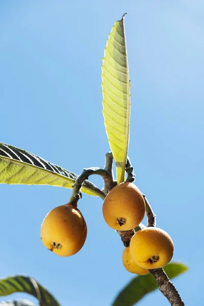 Nísperos colgados de un árbol — Foto de Stock