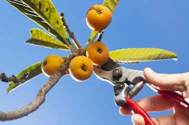 adam bir ağaçtan loquats hasat