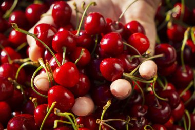 elinde taze toplanan kiraz ile adam