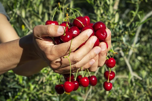 Man with freshly collected cherries in his hands — Stock Photo, Image