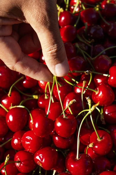 Man picking some freshly collected cherries — Stock Photo, Image