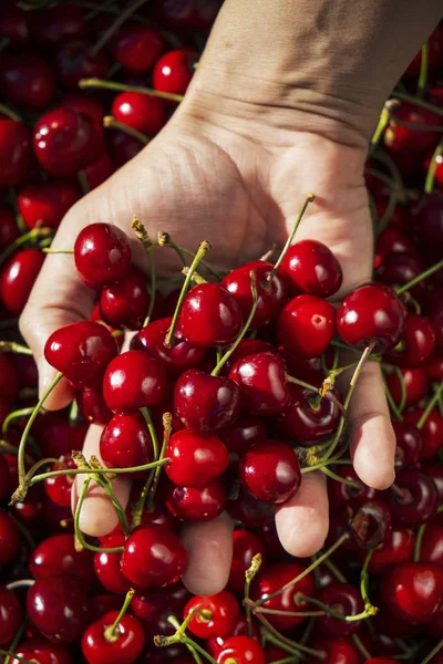 Man with freshly collected cherries in his hand — Stock Photo, Image