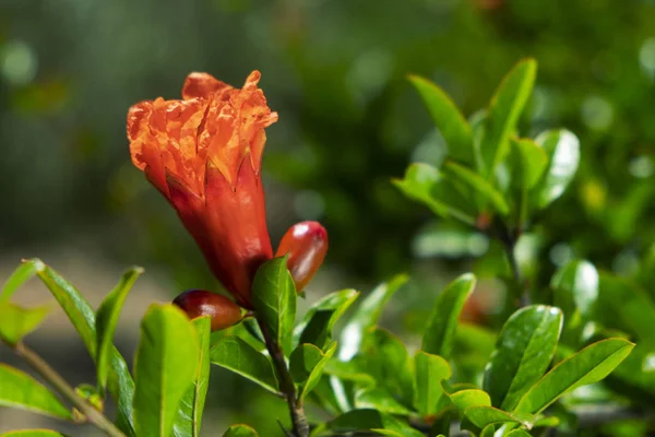 Árbol de granada en flor — Foto de Stock