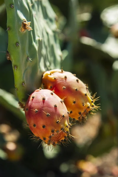 Ripe prickly pear fruits on the plant — Stock Photo, Image