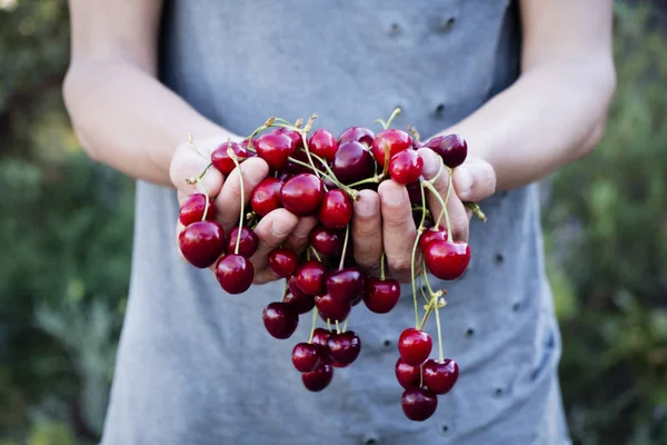 Man with freshly collected cherries in his hand — Stock Photo, Image