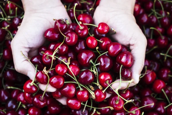 Man with freshly collected cherries in his hand — Stock Photo, Image