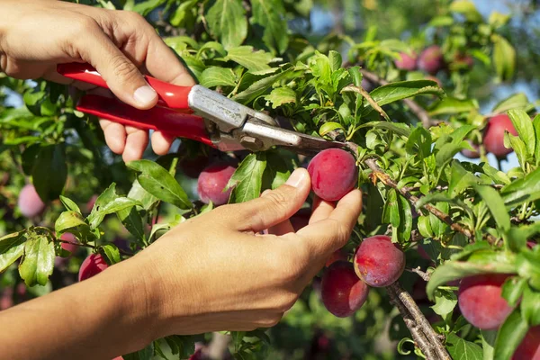 Man harvesting plums from a tree — Stock Photo, Image