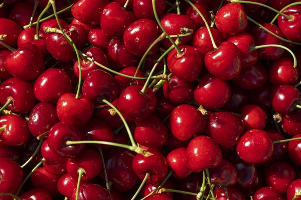 Freshly collected cherries — Stock Photo, Image
