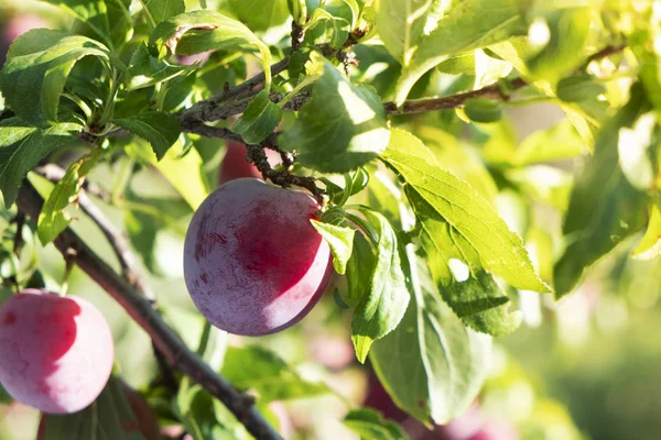 Red plums hanging on the tree — Stock Photo, Image