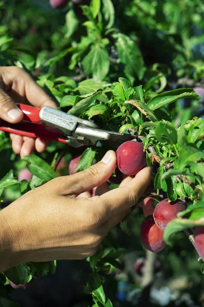 Man harvesting plums from a tree — Stock Photo, Image