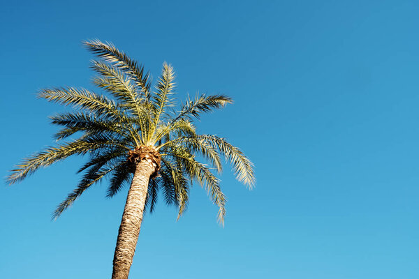 пальма против неба