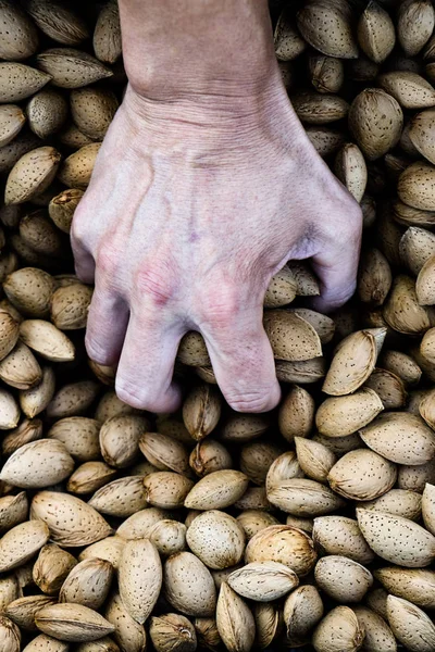 Amandelen oogsten in een boomgaard in Spanje — Stockfoto