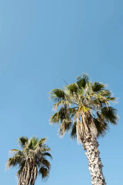 Gökyüzüne karşı palmiye ağaçları