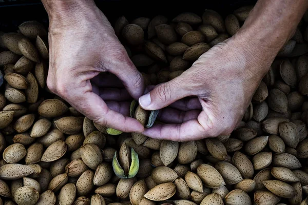 Amandelen oogsten in een boomgaard in Spanje — Stockfoto