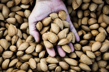 İspanya'da bir meyve bahçesinde badem hasat