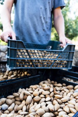 İspanya'da bir meyve bahçesinde badem hasat