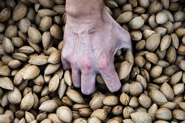 Amandelen oogsten in een boomgaard in Spanje — Stockfoto