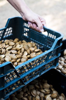 İspanya'da bir meyve bahçesinde badem hasat