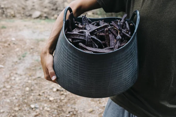 Farmer carrying a basket full of carob beans — Stock Photo, Image