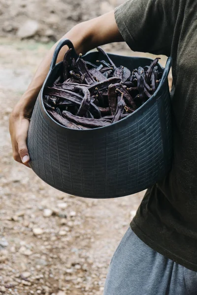 Agriculteur portant un panier plein de caroubes — Photo