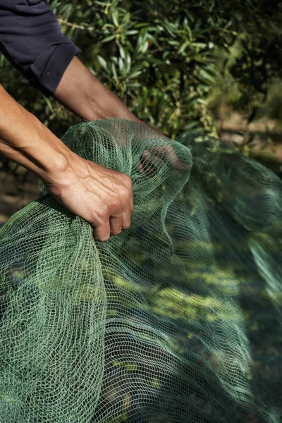Uomo che raccoglie olive in Spagna — Foto Stock