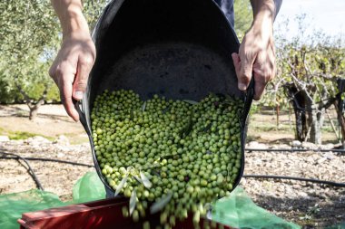 İspanya 'da zeytin toplayan adam.