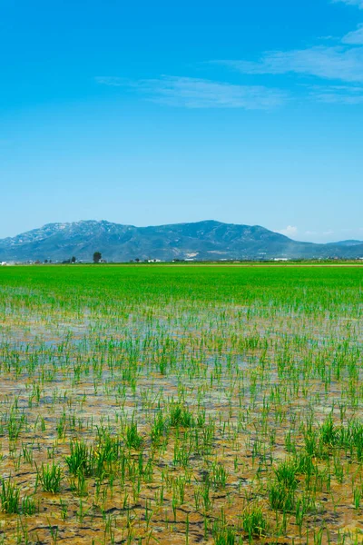 View Flooded Paddy Field Ebro Delta Deltebre Catalonia Spain — Stock Photo, Image