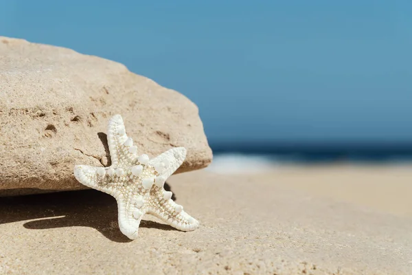 Primo Piano Una Stella Marina Appoggiata Una Roccia Una Spiaggia — Foto Stock