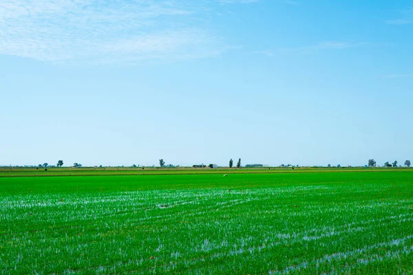 Una Vista Sobre Arrozal Inundado Delta Del Ebro Deltebre Cataluña —  Fotos de Stock