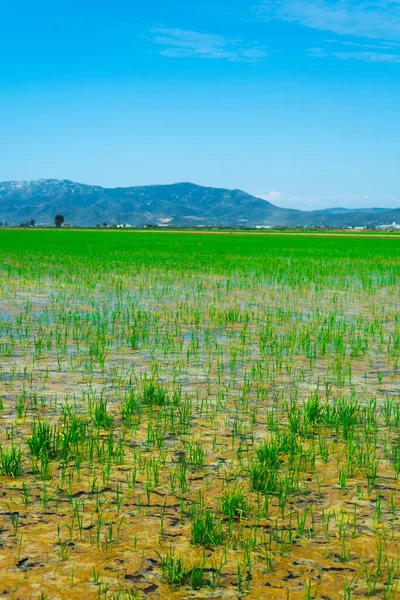 Över Ett Vattenfyllt Paddyfält Ebrodeltat Deltebre Katalonien Spanien — Stockfoto