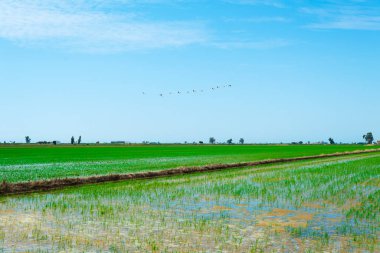 Deltebre, Katalonya, İspanya 'daki Ebro Delta' da su dolu bir çeltik tarlasının manzarası ve üzerinde uçan bir grup pembe flamingo.