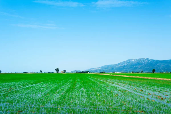 Een Uitzicht Een Overstroomd Rijstveld Ebro Delta Deltebre Catalonië Spanje — Stockfoto