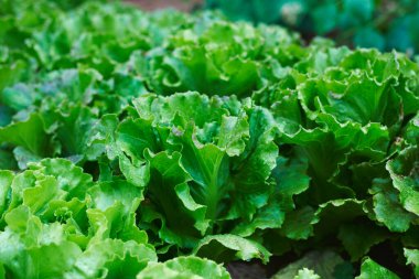 Organik bir meyve bahçesinde büyüyen bazı tereyağlı marulların yakın çekimi.