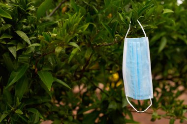 Meyve bahçesindeki bir limon ağacının dallarından sarkan mavi cerrahi maskenin yakın çekimi