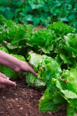 Kafkasyalı genç bir adamın organik bir meyve bahçesinde marul toplarken yakın plan fotoğrafı.