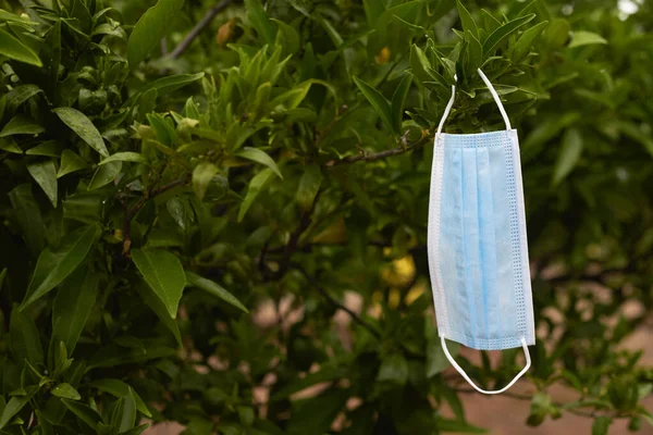 在果园里挂在柠檬树树枝上的蓝色外科口罩的特写 — 图库照片