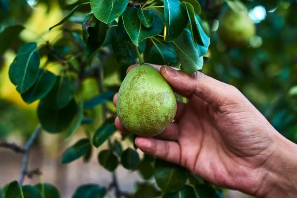 Genç beyaz bir adamın, organik bir meyve bahçesindeki ağaçtan armut topladığı yakın plan.